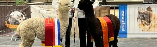 2024 01 GRAND AND RESERVE CHAMPION TOLBERT