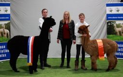 2025 03 Grand And Reserve Champion Kronenberg