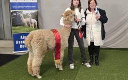 2025 04 Weelde Grand Champion 2025 04 Weelde Grand Champion