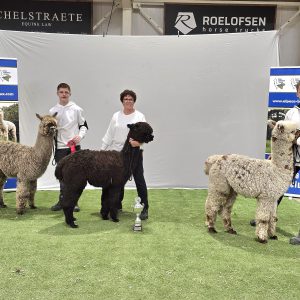 2026 03 Champion Progeny Huacaya Males